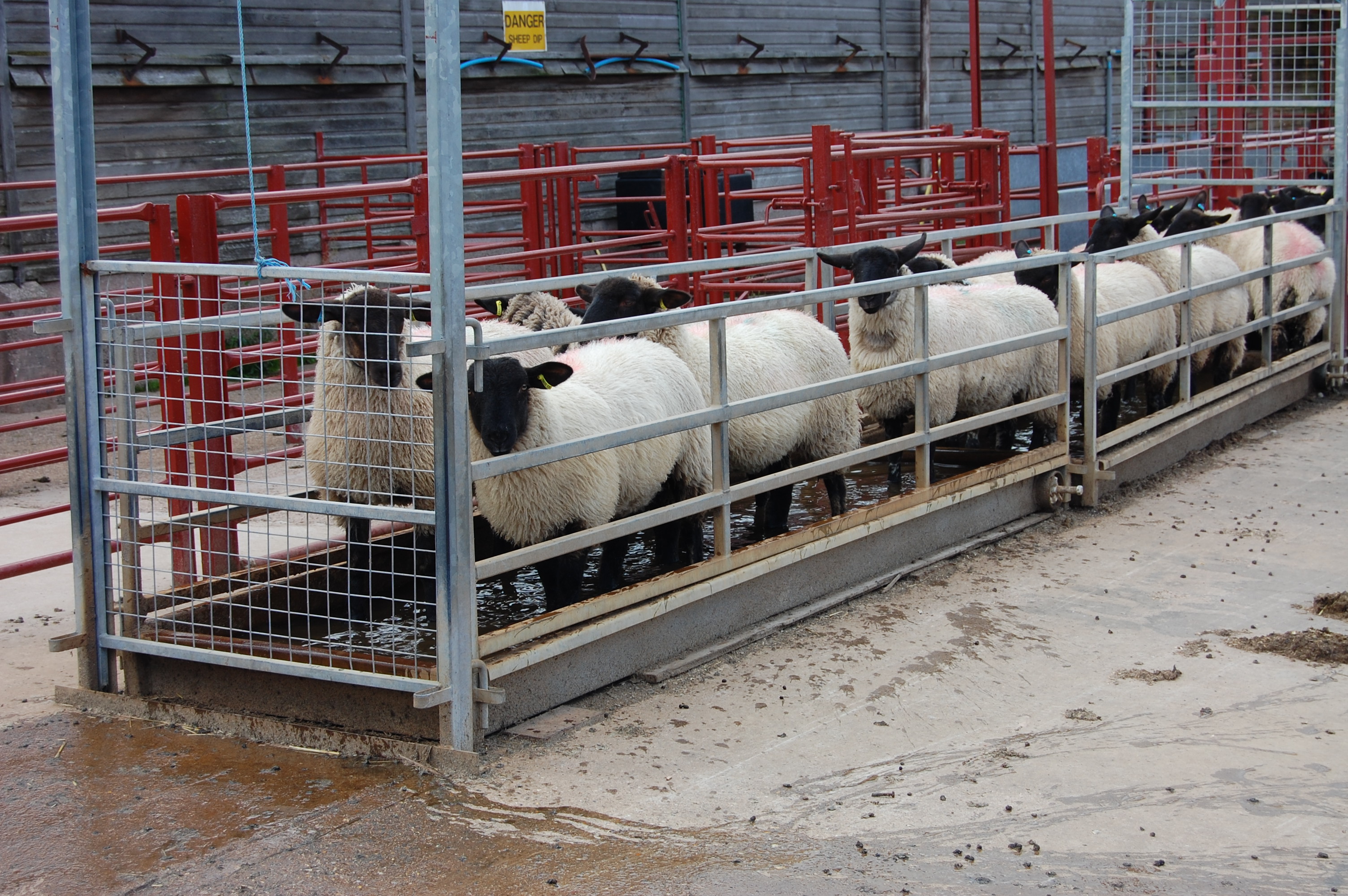 a group of sheep in a pen